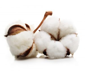 Egyptian Cotton Fabric Post - Raw Cotton Plant