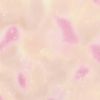 Opal Tonal Fabric | Light Coral